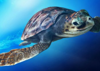 Χρονιά ρεκόρ το 2018 σε φωλιές θαλάσσιας χελώνας Caretta caretta στη Ζάκυνθο