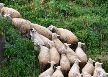 Έρχονται 42 εκατομμύρια ευρώ για τους κτηνοτρόφους
