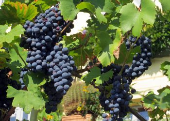 Άδειες Νέας Φύτευσης Οινοποιήσιμων Ποικιλιών Αμπέλου