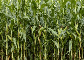 Οι υποψήφιοι για «Βιολογικές Καλλιέργειες» μπορούν να υποβάλουν ηλεκτρονικά τις αιτήσεις τους