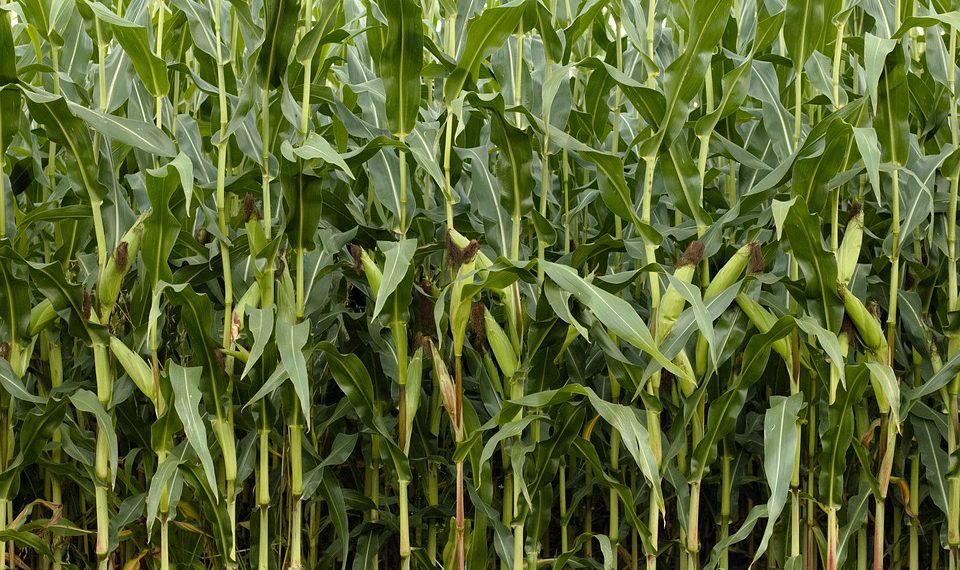 Οι υποψήφιοι για «Βιολογικές Καλλιέργειες» μπορούν να υποβάλουν ηλεκτρονικά τις αιτήσεις τους