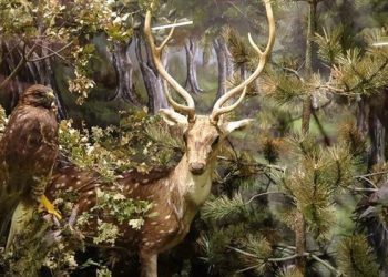 Τριπλή βράβευση του Μουσείου Φυσικής Ιστορίας Μετεώρων