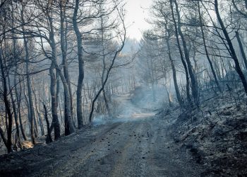 Εύβοια: Στάχτη 25.000 στρέμματα δάσους – Τεράστια η οικολογική καταστροφή