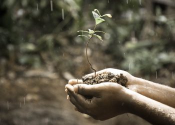 Η μαζική δενδροφύτευση «φράγμα» στην κλιματική αλλαγή