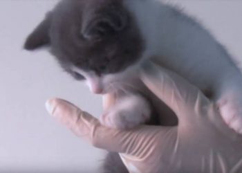 Ιδού ο Garlic: Η πρώτη γάτα – κλώνος στην Κίνα