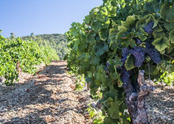Συμπλήρωση και υποβολή δηλώσεων συγκομιδής σταφυλιών οινοποιήσιμων ποικιλιών αμπέλου για το έτος 2019, μέσω των ψηφιακών εφαρμογών του Υπ.Α.Α.Τ