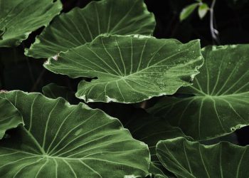 Τεχνητό φύλλο «φωτοσυνθέτει» μετατρέποντας το διοξείδιο του άνθρακα σε εναλλακτικό καύσιμο