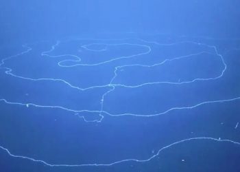 Ανακαλύφθηκε στα βάθη της θάλασσας το μακρύτερο ζώο της Γης