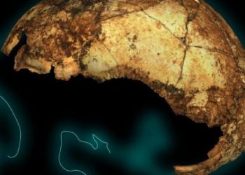 Βρέθηκε το αρχαιότερο στον κόσμο κρανίο Homo erectus