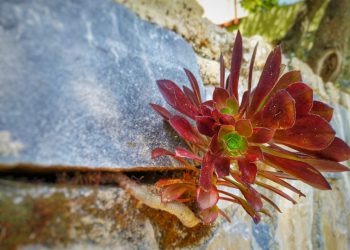 Ε. Πατεράκη: Το λένε Αιώνιο και επιβιώνει παντού… όπως και ο άνθρωπος