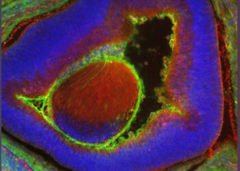 Έμβρυο ποντικιού που είναι κατά 4% ανθρώπινο δημιούργησαν επιστήμονες