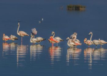 Με 76 υγροτόπους συμμετέχει η Περιφέρεια Θεσσαλίας στο Χάρτη για την ανάδειξη των Υγροτόπων της Βαλκανικής  Μεσογείου