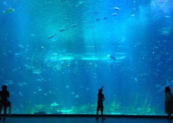 Ε. Πατεράκη: Από μακριά… όλα φέτος από μακριά… και μπερδεμένα!