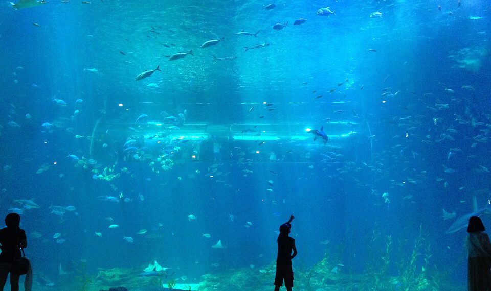 Ε. Πατεράκη: Από μακριά… όλα φέτος από μακριά… και μπερδεμένα!