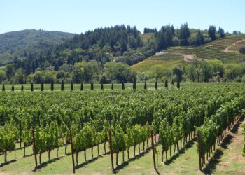 ΕΛ.Γ.Α: Αρχές Δεκεμβρίου η υποβολή των αιτήσεων για το Υπομέτρο 5.1