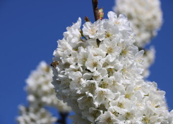 Οικοτουριστική διαδρομή οι ανθισμένες κερασιές της Έδεσσας