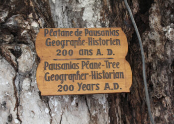 Κινδυνεύει ο ιστορικής αξίας «Πλάτανος του Παυσανία»