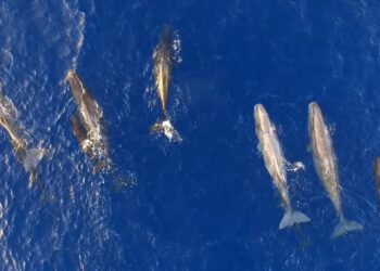 Φάλαινες ταΐζουν τα μικρά τους στο Ιόνιο – Εκπληκτικές εικόνες από drone