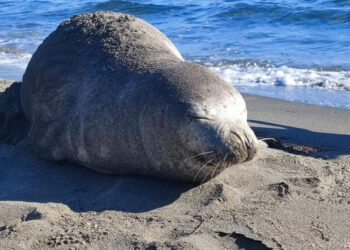 Μια φώκια μονάχους μονάχους στο Παλαιόκαστρο