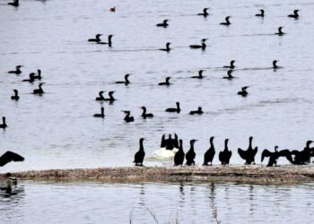 Λίμνη Κάρλα, ένας από τους πιο σημαντικούς υδροβιότοπους της Ελλάδας