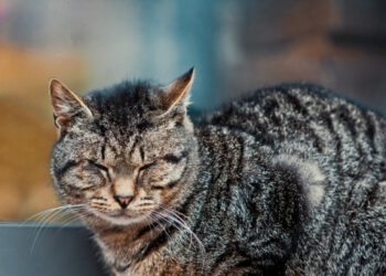 Πρώτη προφυλάκιση για ζωοκτονία στην Ελλάδα