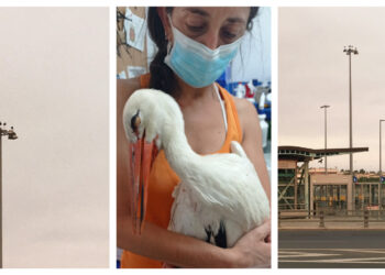 Νεκροί δεκάδες πελαργοί από τις καταστροφικές πυρκαγιές