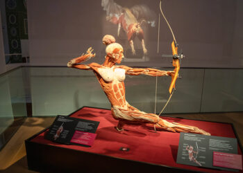 Έκθεση Body Worlds στον «Ελληνικό Κόσμο»
