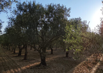 Στην κορυφή του κόσμου ελληνικό βιολογικό ελαιόλαδο